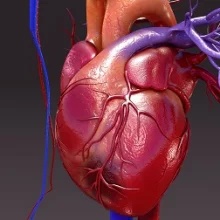9 tévhit a szív- és érrendszeri betegségekről