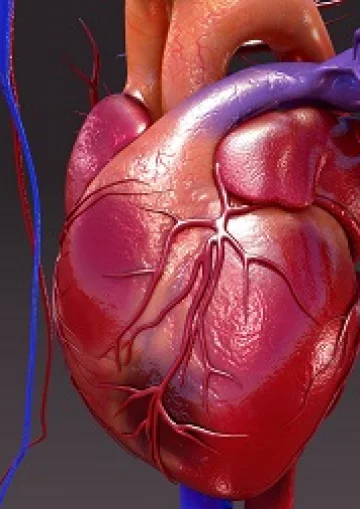 9 tévhit a szív- és érrendszeri betegségekről